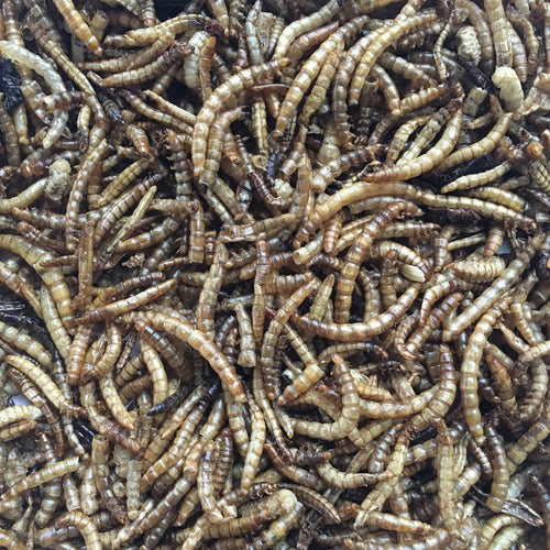 Buffalo Black Soldier Fly Larvae