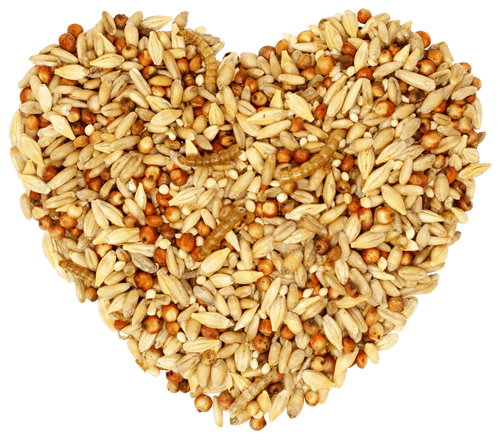 Love My Girls 5-Grain & Worms