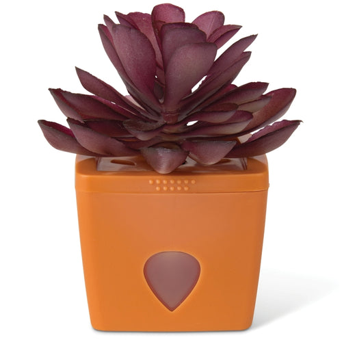 JT Eaton ZendoZones Succulent Fruit Fly Trap – Mellow Molly Design with Terracotta Base