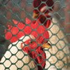 Tenax Poultry Fence 2' x 25' Black 72120548
